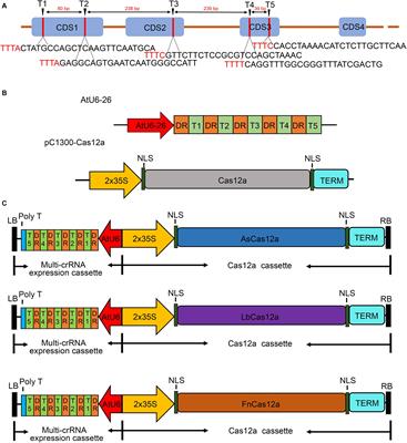 Efficient Genome Editing in Populus Using CRISPR/Cas12a
